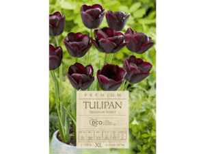 Tulipan Queen of Night cebulki