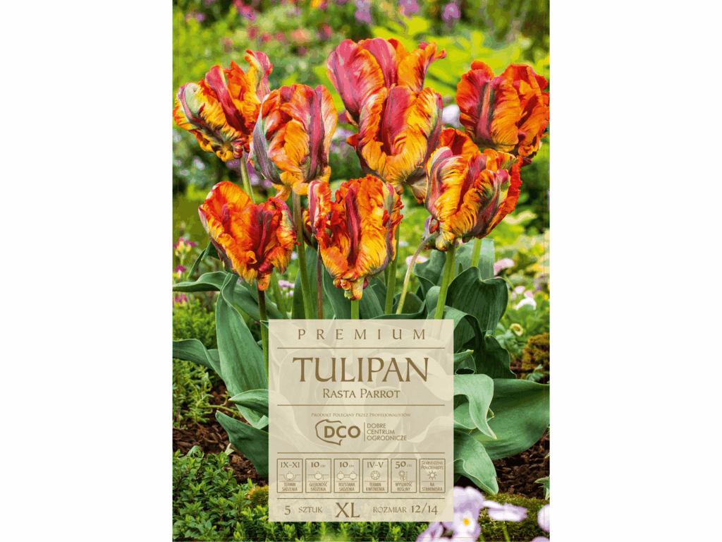 Tulipan 'Rasta Parrot’ kolorowe kwiaty cebulki 5 sztuk