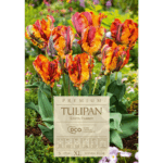 Tulipan Rasta Parrot cebulki (1)