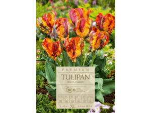 Tulipan 'Rasta Parrot' kolorowe kwiaty cebulki 5 sztuk