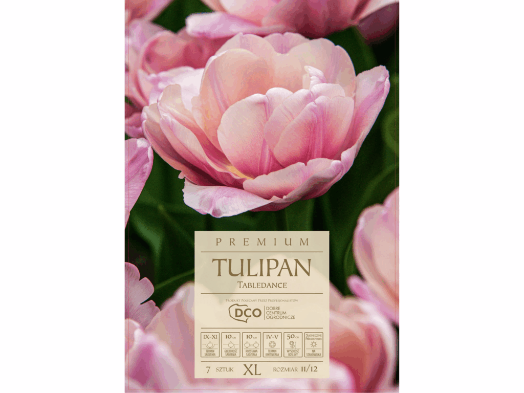 Tulipan 'Tabledance’ różowe kwiaty cebulki 5 sztuk