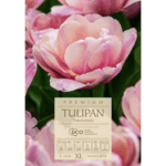 Tulipan Tabledance cebulki (1)