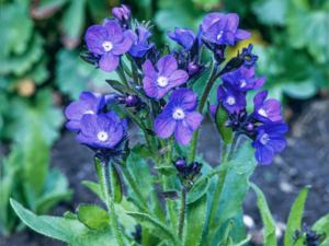 Farbownik lazurowy 'Loddon Royalist' sadzonka P12