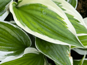 hosta patriot (1) (1)