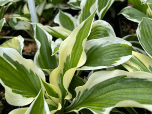 hosta patriot (3) (1)