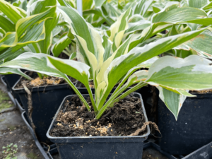 hosta patriot