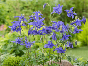 Orlik alpejski sadzonka P9 niebieskie kwiaty od 30.03.2026