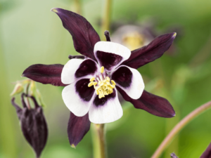 Orlik pospolity 'William Guiness' doniczka P9 biało-czarne kwiaty