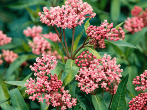 Trojeść krwista 'Cinderella' sadzonka P12 różowe kwiaty przyciąga motyle od 30.03.2026