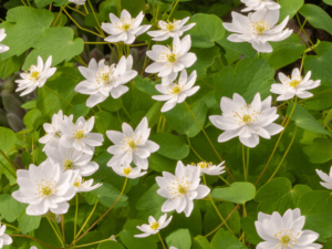 Zawilczyk rutewkowaty sadzonka P9 biały kwitnie wiosną