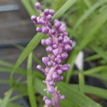 liriope