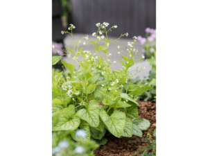 brunera mr. morse (1) (1)