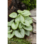 brunnera jack of diamonds (1)