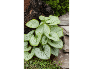 brunnera jack of diamonds (1)