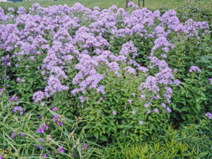 Dzwonek kremowy 'Border Blues' duża sadzonka P12 fioletowe kwiaty