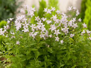 Dzwonek kremowy 'Loddon Anna' duża sadzonka P12 jasnoróżowe kwiaty