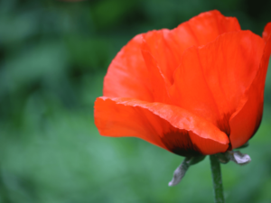 Mak wschodni 'Glowing Ember' duża sadzonka P12 pomarańczowo-łososiowy