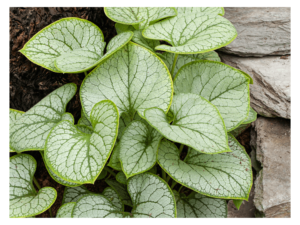 Brunera wielkolistna 'Jack of Diamonds' duża sadzonka P12 duże srebrne liście