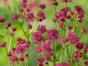 Jarzmianka większa 'Venice' P9 różowe kwiaty