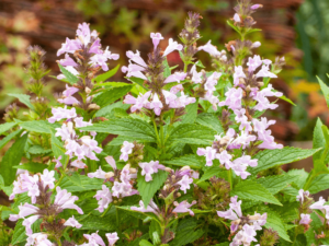 różowa kocimiętka