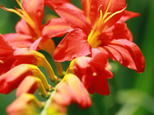 Krokosmia 'Firefly' P1,5 intensywnie pomarańczowe kwiaty