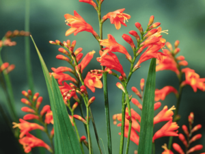 Krokosmia 'Princess' C1,5 pomarańczowa