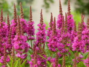 Krwawnica ‘Robert’ duża sadzonka P12 różowe kwiaty bylina nad wodę