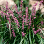 liriope big blue