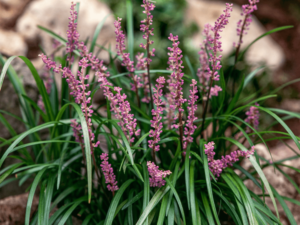 Liriope szafirkowata 'Big Blue' duża sadzonka P12 fioletowe kwiaty