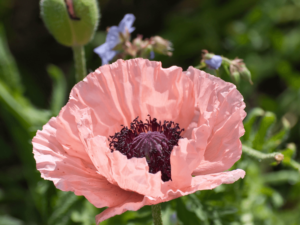 Mak wschodni 'Aglaja' duża sadzonka P12  różowe kwiaty