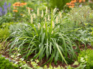 Liriope szafirkowata 'Monroe White' duża sadzonka P12 białe kwiaty