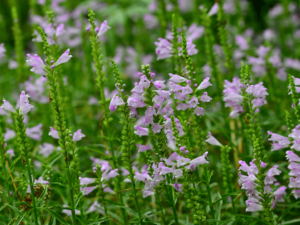 Odętka wirginijska 'Pink Manners' P9 różowa
