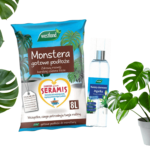 pielęgnacja monstery