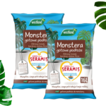 przesadzanie monstery
