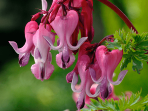 Serduszka ogrodowa 'Candy Hearts' duża sadzonka P12  biało-różowa