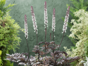 Pluskwica prosta świecznica 'Pink Spike' duża sadzonka P12 różowe kwiaty