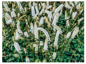 Pluskwica japońska świecznica 'Silver Blush' duża sadzonka P12 białe kwiaty od 05.05.2025