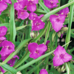 różowe kwiaty do ogrodu