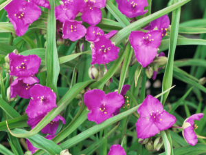 różowe kwiaty do ogrodu