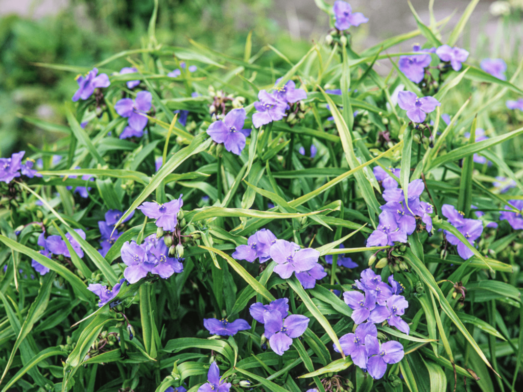 Trzykrotka wirginijska 'Zwanenburg Blue’ sadzonka P12 fioletowo-niebieska od 30.03.2026