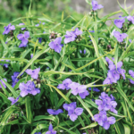 trzykrotka zwanenburg blue (1)
