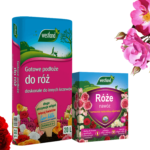 uprawa róż i innych kwiatów