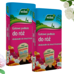 uprawa róż