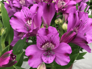 Purpurowa alstremeria