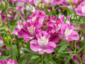 Alstremeria różowa