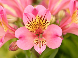 Różowa alstremeria