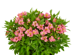 Różowa alstremeria