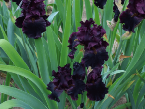 Czarne kwiaty kosaciec irys