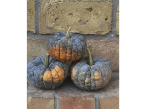 trzy brązowe dynie