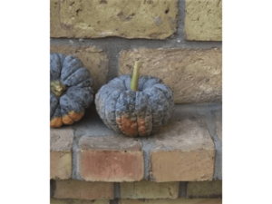 Ciemna dynia na murku z cegły